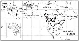 Image result for Leptactina involucrata