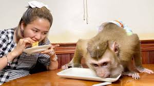 From the majestic and emblematic spider monkey, lemurs of madagascar, to beautiful capuchin monkeys. Baby Monkey Dou Dou Tv Posts Facebook
