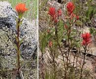 Image result for Swertia brownii