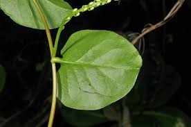 Image result for Basellaceae