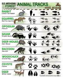 Animal Track Identification Animal Cute Site Animal Tracks Wilderness Survival Skills Wilderness Survival