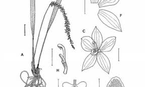 Image result for Corycium