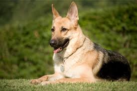 Maybe you would like to learn more about one of these? Why Does My German Shepherd Eat Rocks