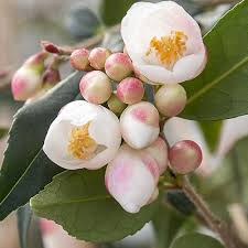Camellia Rosthorniana Cupido Small White Flowers Plant Care Camellia