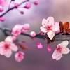 Fiori e piante giardino terrazzo e balcone piscina orto giardinaggio. Https Encrypted Tbn0 Gstatic Com Images Q Tbn And9gcsni06kdgu4xghirk3gjpkfnargmz78yolshfrf3x4 Usqp Cau