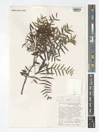 Image result for Schinopsis