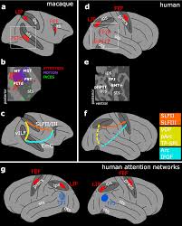 The Human Endogenous Attentional Control Network Includes A Ventro Temporal Cortical Node Nature Communications