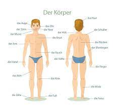 Apr 09, 2014 · human body parts list. Human Body Parts In German Language L2l International