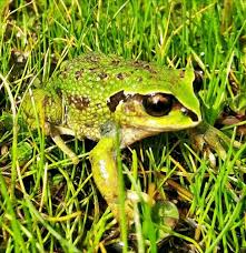 Image result for Triainolepis africana