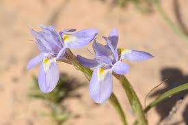 Image result for Moraea carsonii