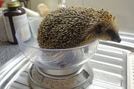 Igel finden in der regel immer ausreichend futter. Igel Futtern Das Mussen Sie Beachten