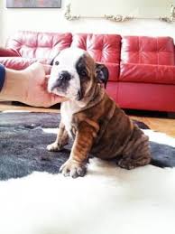 Bulldog puppies for sale houston are surprisingly easy to train thanks to their calm and gentle nature. Akc English Bulldog Puppies For Sale In Houston Texas Classified Americanlisted Com