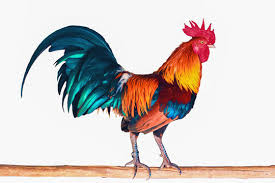 300+ vectors, stock photos & psd files. 7 529 Best Fighting Roosters Images Stock Photos Vectors Adobe Stock