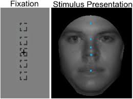 Initial eye gaze to faces and its functional consequence