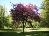 Malus × purpurea - Trees and Shrubs Online