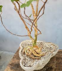 Image result for Ficus tettensis