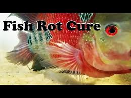 Treating fin rot will depend on the severity and progression of the rot. How To Treat Fin Rot Youtube