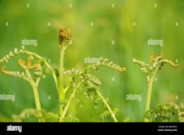 Image result for Antrophyum mannianum