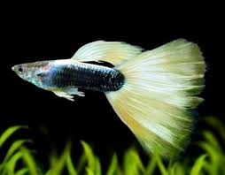 Spesies yang berbeda pun bisa memiliki harga yang bervariasi. 15 Jenis Ikan Guppy Tercantik Cara Merawat Harganya