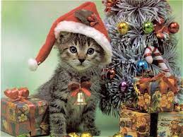 Santa Cat Christmas Christmas Animals Christmas Kitten Christmas Cats