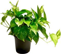 Money plant is popular and known for bringing positivity, prosperity1 and good luck to the area. How To Grow Money Plant At Home Care Tips