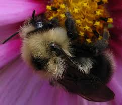 Image result for Bombus flavidus