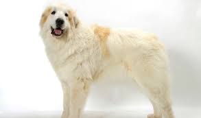 Bone issues while growing typical in very large breed dogs 2. Great Pyrenees Breed Information