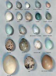 Garden Bird Birds And Their Eggs Pictures Eggs Biology Britannica Com Bird Eggs Common Birds Bird Nests Art