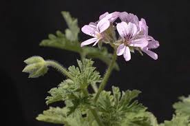 Image result for Pelargonium grossularioides