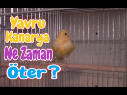 Yeni Aldigimiz Bir Kus Ne Zaman Otmeye Baslar Youtube