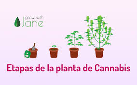 Definition from wiktionary, the free dictionary. Ciclo De Vida De La Planta De Cannabis Etapas Por Semana Fotos