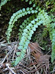 Image result for sleziník Asplenium