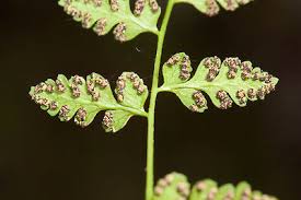 Image result for Anogramma leptophylla