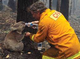 Volunteer Firefighter Assisting A Koala During Black Saturday Bushfires Koala Koala Bear Powerful Pictures