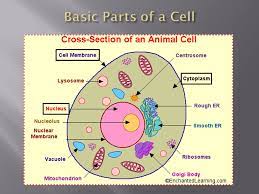 Maybe you would like to learn more about one of these? Section 7 2 Eukaryotic Cell Structure Objectives Describe The Function Of The Cell Nucleus Describe The Functions Of The Major Cell Organelles Identify Ppt Download
