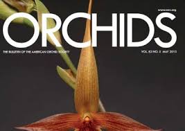 Image result for Corycium