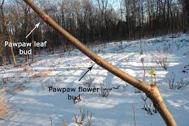 Most fruit trees only need dormant oils applied about every five years, unless there is a large infestation problem in the area. Identifying Dormant Fruit Tree Buds Crickethillgarden