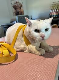 Jaz's Tailored Tails added a new photo.