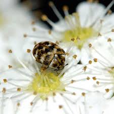 Grumpuses eat bugsnax whole, but the eyes appear to be. What Are These Tiny Black Bugs In My House