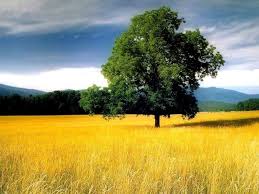 Please contact us if you want to publish a scenery wallpaper on our site. Golden Fields Beautiful Scenery Wallpaper Beautiful Nature Pictures Scenery Wallpaper