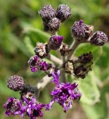 Image result for Gutenbergia cordifolia