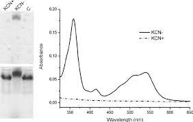 Disruption Of Hbps With H 2 Ocbl Interactions By Potassium Cyanide Download Scientific Diagram