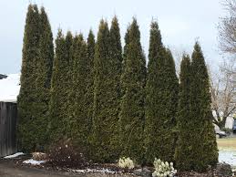 A formal hedge is characterized by repetition of the same plant and is kept in shape and in bounds by pruning. 11 Of The Best Privacy Hedges Lawnstarter