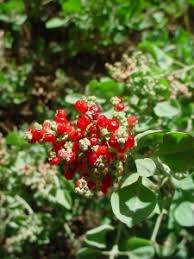 Image result for Rhagodia