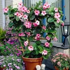 Image result for Mandevilla laxa