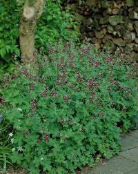 » search the geraniums database: Mourning Widow Geranium Phaeum Dusky Cranesbill Crane S Bill Geranium Plants Flowers 99roots Com