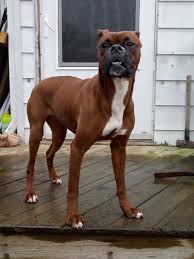 Puppyfinder.com is your source for finding an ideal boxer puppy for sale in indiana, usa area. Boxer Puppies For Sale Indianapolis In 303797