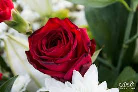 pin by لمياء هادي on flowers good morning beautiful flowers good morning images flowers good morning images