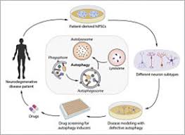 Uji kompetensi bab 3 ips halaman 189 kelas 8. Human Induced Pluripotent Stem Cell Models Of Neurodegenerative Disorders For Studying The Biomedical Implications Of Autophagy Sciencedirect