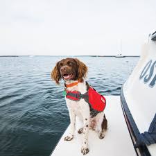 Sirius is sometimes called the dog star. Dog Days Of Summer Soundings Online